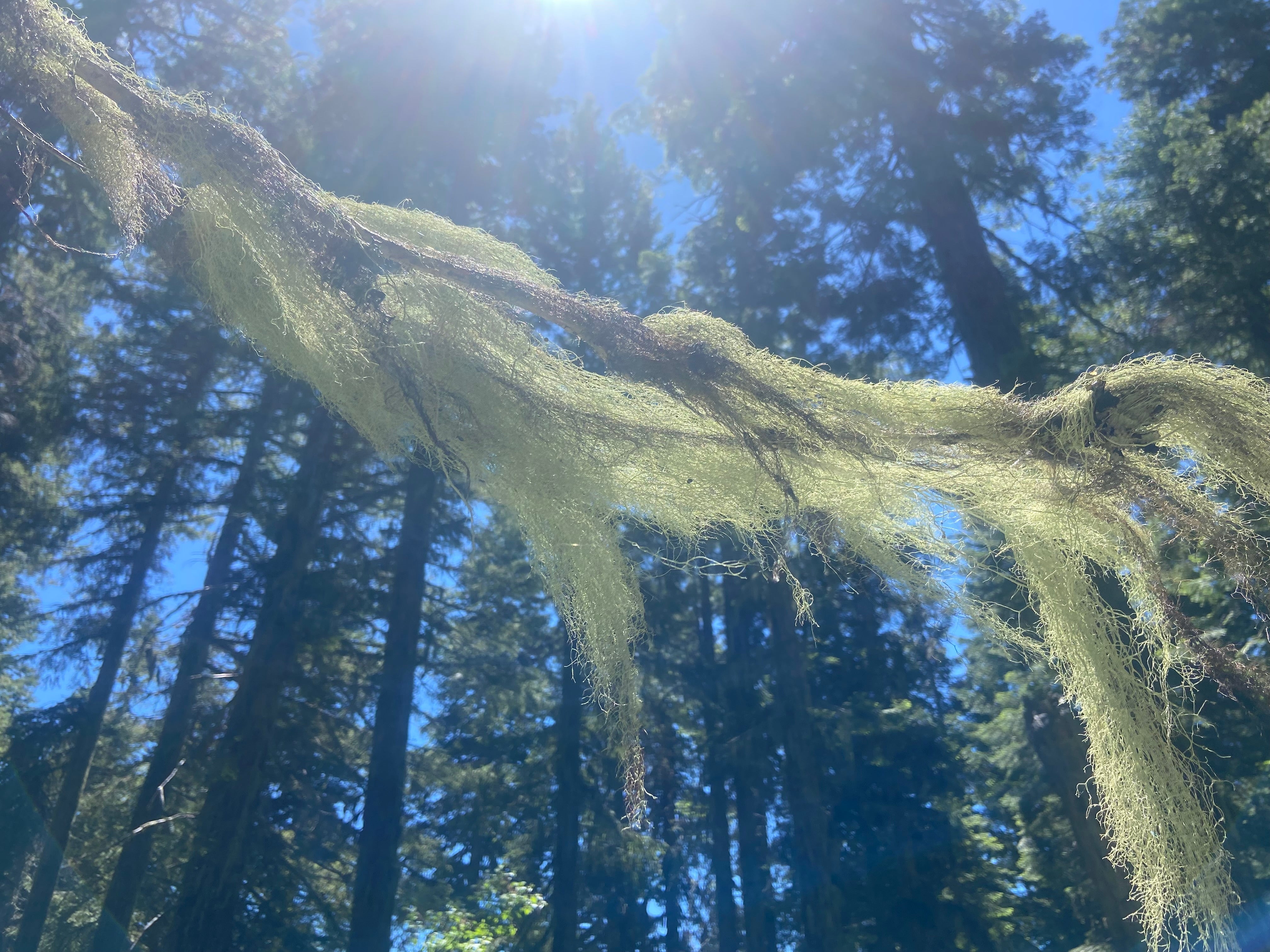 Usnea Lichen: Insights from a Professional Wildcrafter