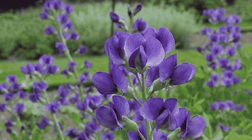 The Versatile and Historic Baptisia tinctoria - Yellow Wild Indigo