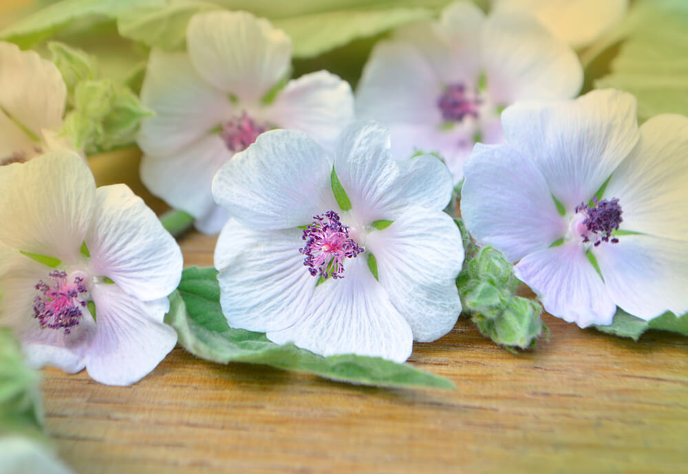 Marshmallow Root Benefits: The Healing Power of Nature's Slime