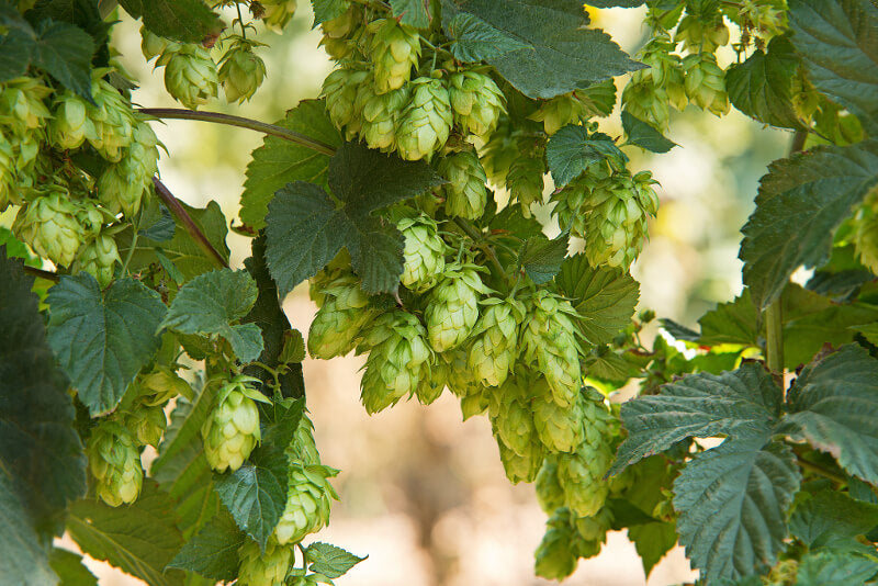 The Benefits of Hops: Your Natural Sleep Ally