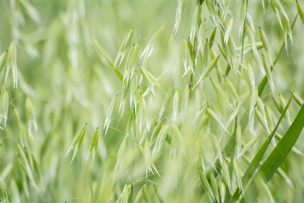 Milky Oats Benefits for Stress and Nervous System Support
