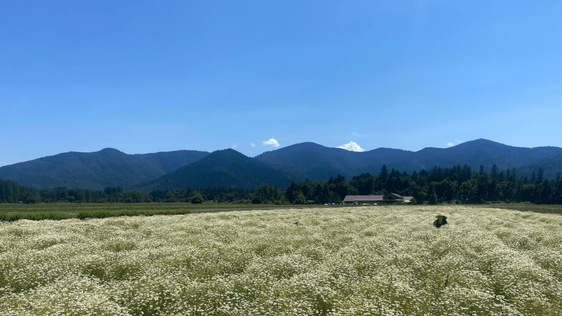 A Day on the Farm: Pacific Botanicals