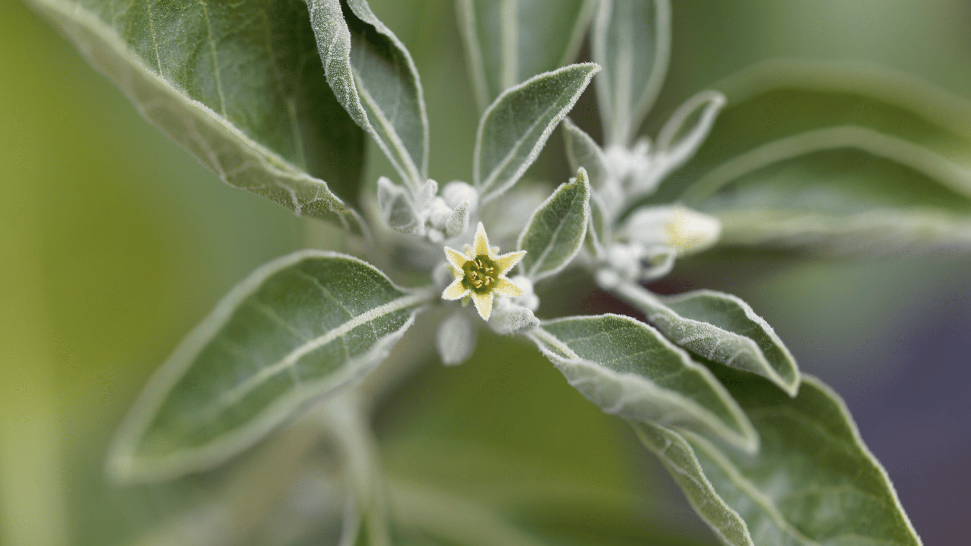 Ashwagandha Benefits: Science-Backed Stress Support