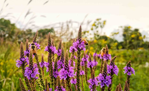 Blue Vervain Benefits: Herbal Remedy for Hormonal Health