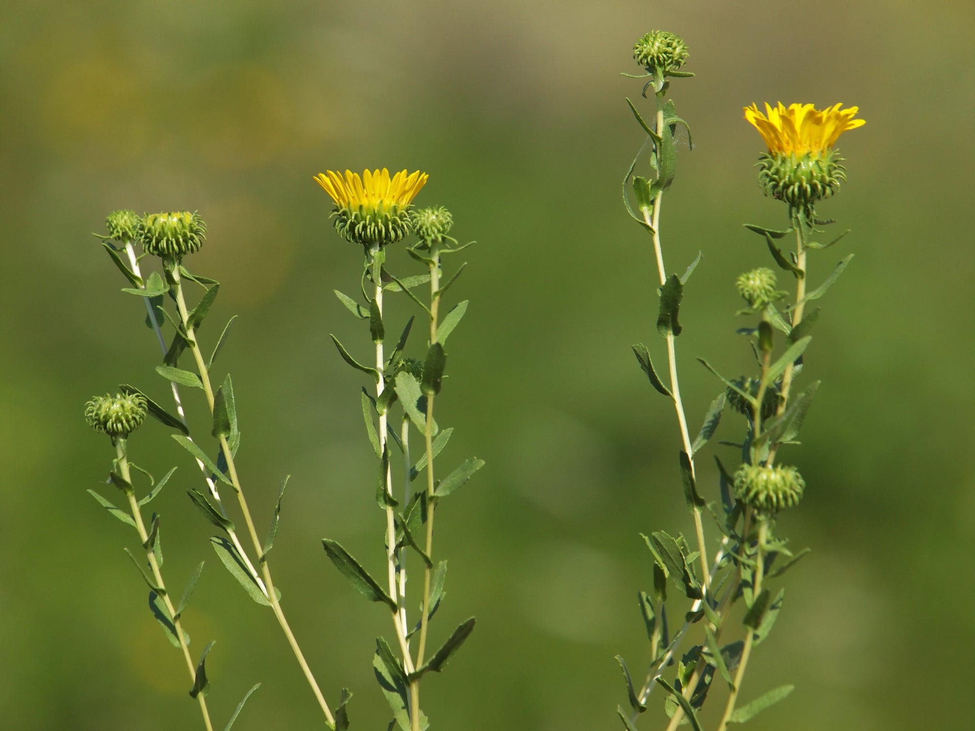 Gumweed Gold: The Powerful Grindelia Benefits You Need to Know