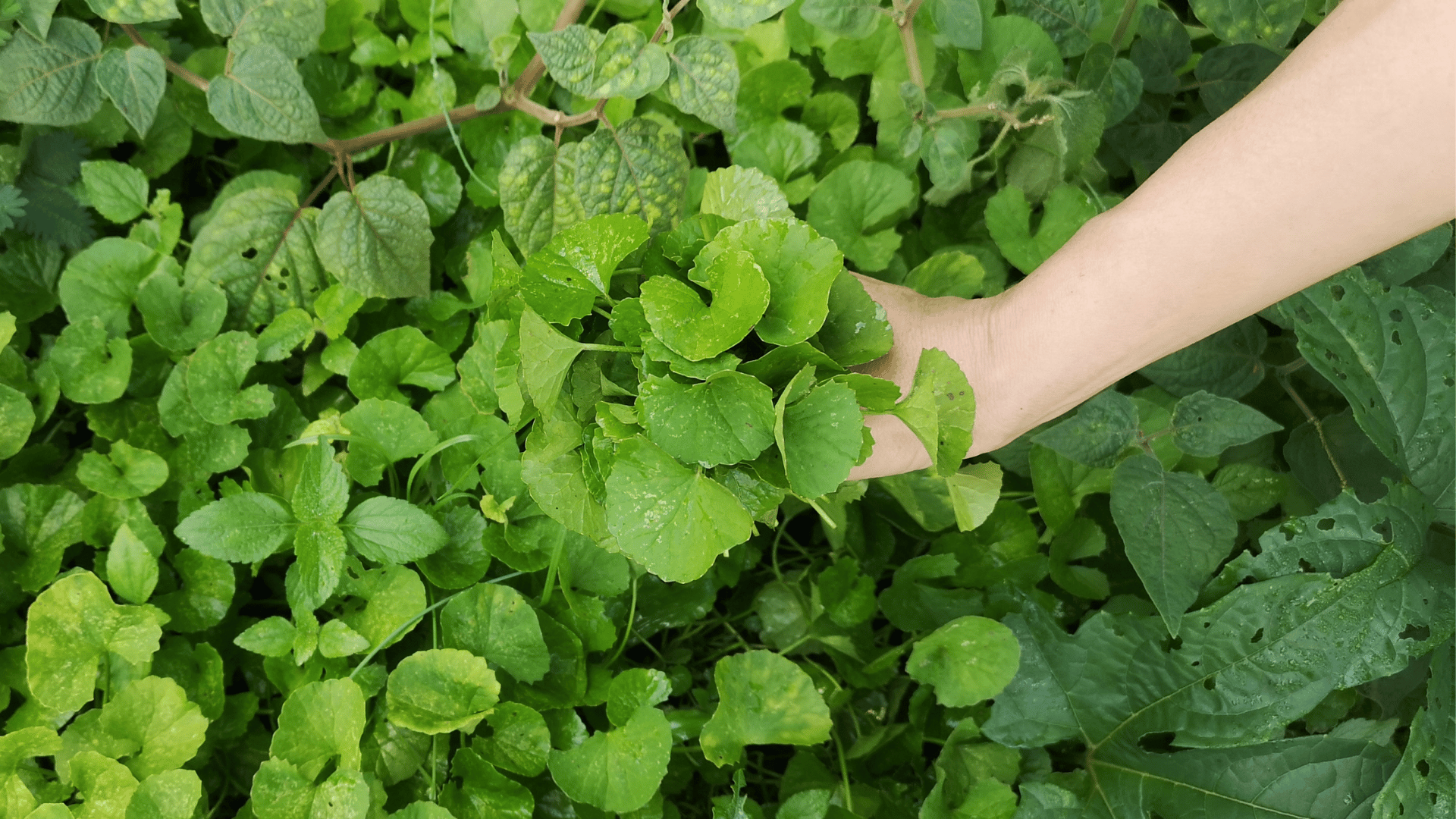 Glow Up Your Mind and Skin with Gotu Kola: Uncovering Pennywort Benefits