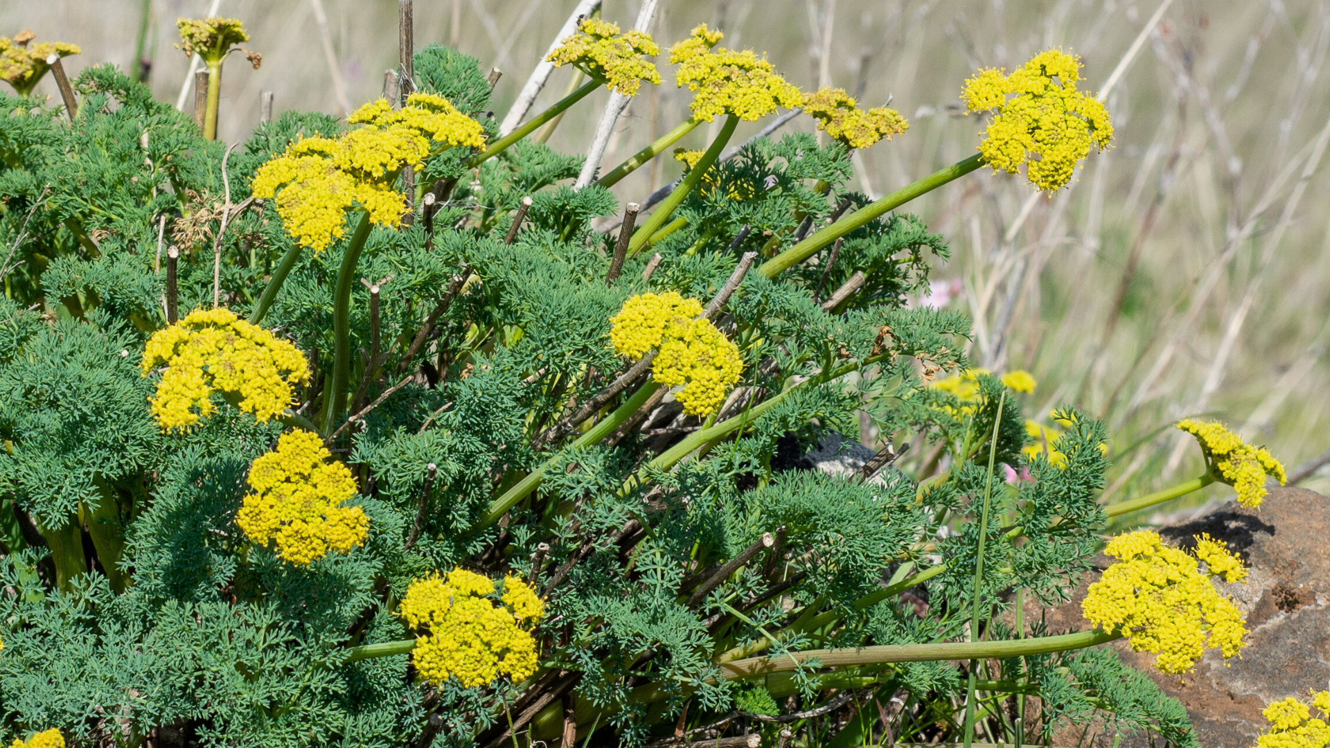 Lomatium Root Benefits: The Old-World Medicine