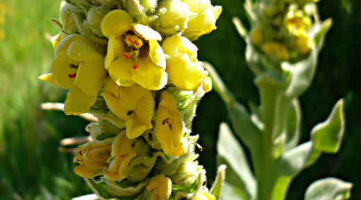 The Many Uses of Mullein