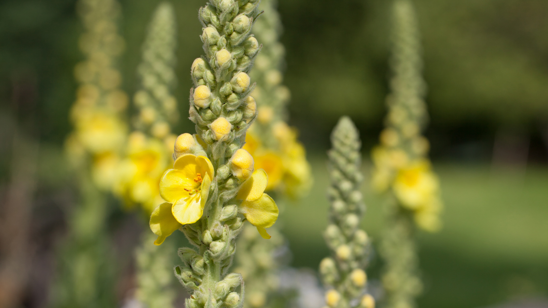 Mullein Benefits: Traditional Lung Support from a Familiar Wild Plant