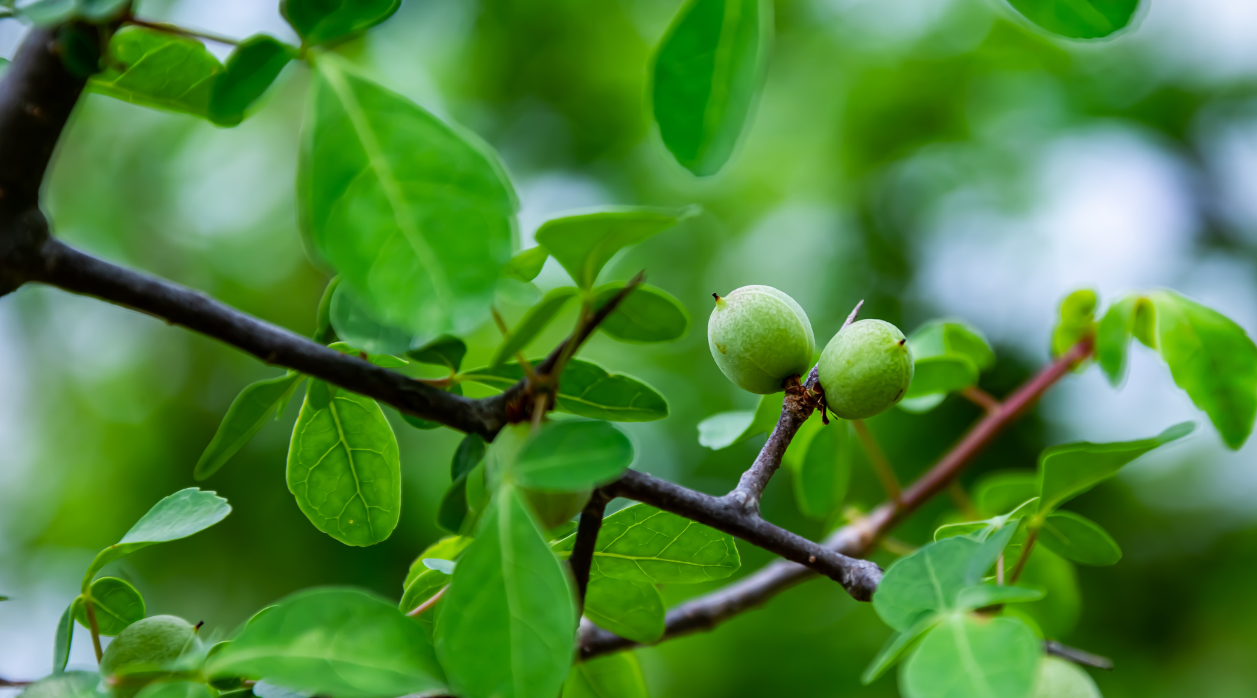 Myrrh Benefits: An Ancient Remedy with Modern Uses