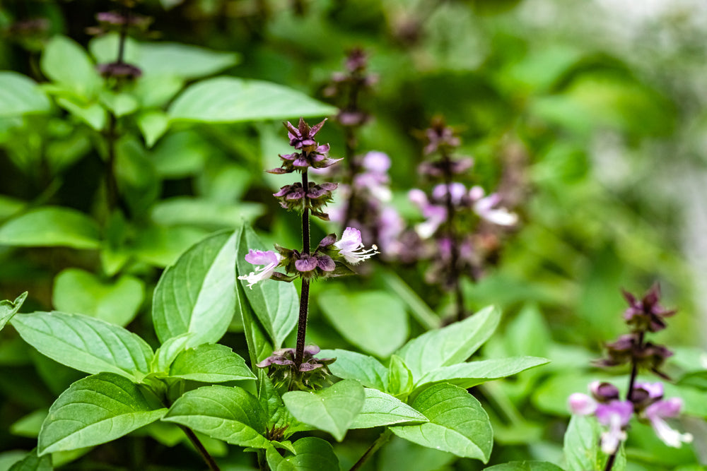 Holy Basil Benefits: Discover Why Tulsi Is the Queen of Herbs