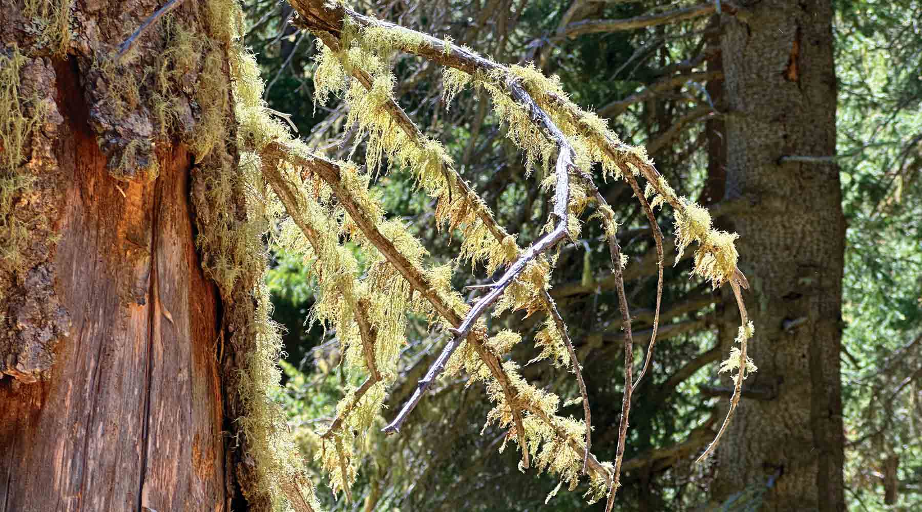 Usnea Benefits: The Wise Forest Lichen