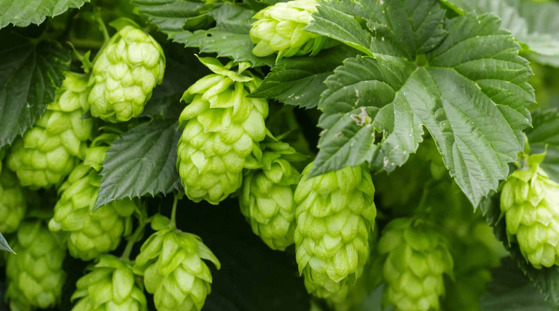 The Medicinal Uses and Health Benefits of Hops