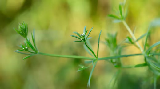 Cleavers Benefits: Lymphatic System, Immune Function, & Skin Support