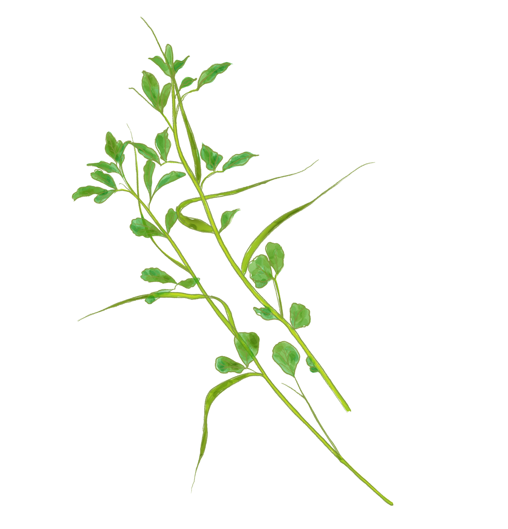 Fenugreek Benefits: The Ancient Herb for Digestion, Hormones & More