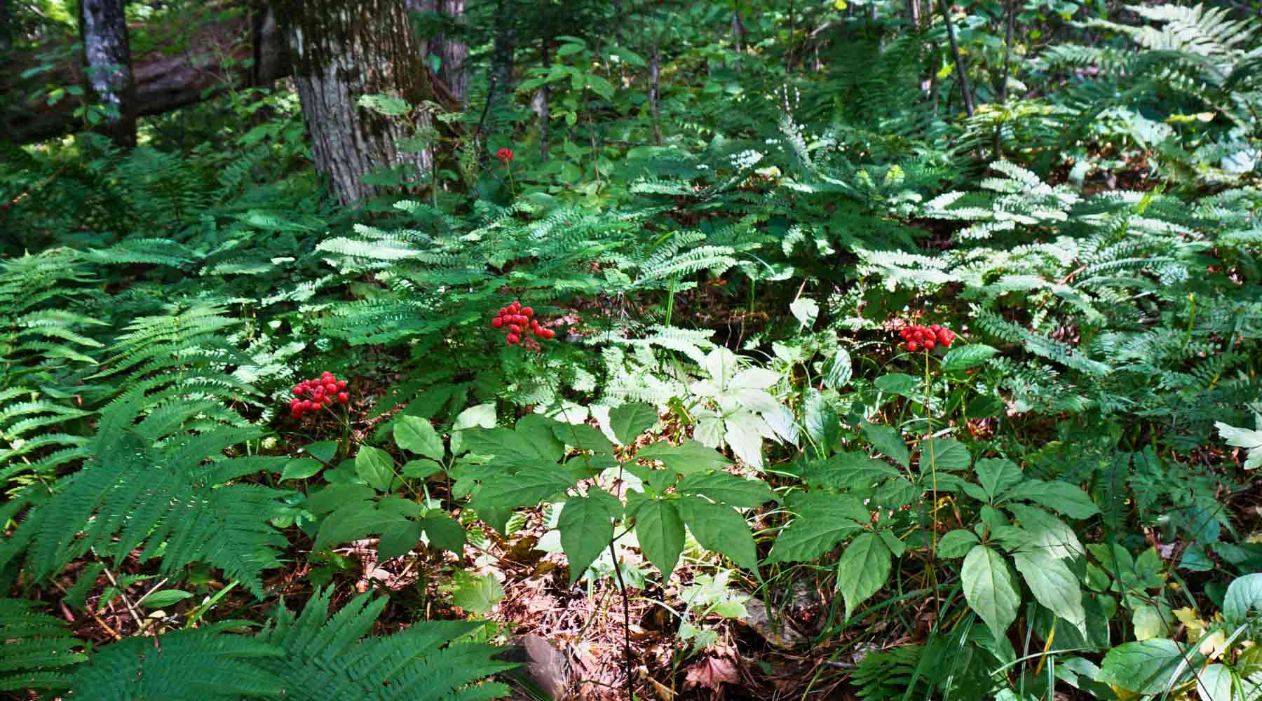 Forest Farming: Diversifying Botanical Sourcing & Cultivating Sustainably in the Wild