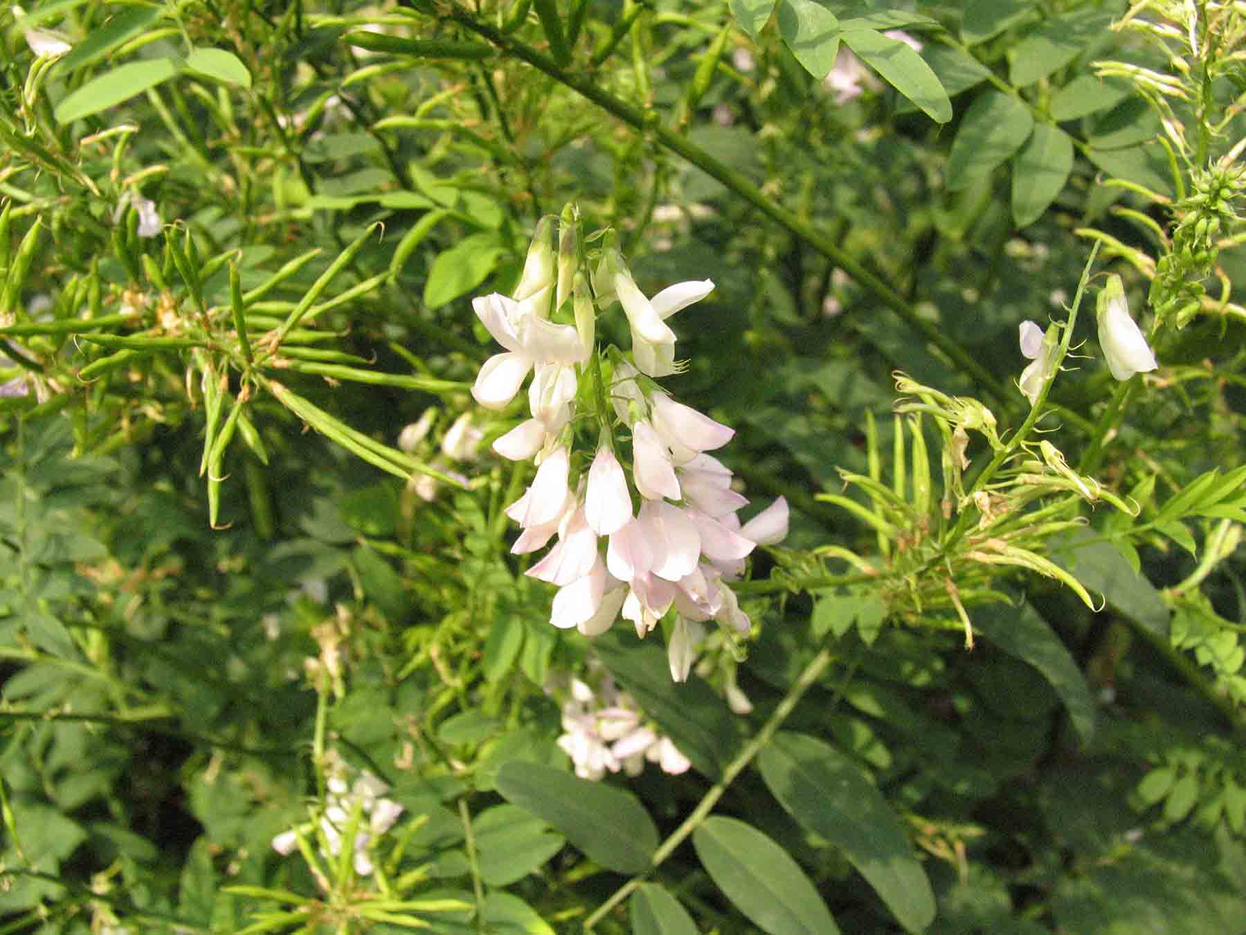 Goat's Rue Benefits: Metabolic and Lactation Support