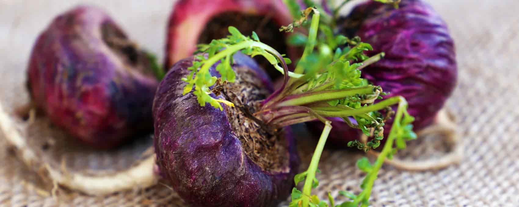Maca Root Benefits: A Root of Resilience