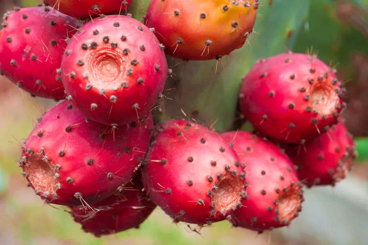 Prickly Pear Health Benefits: A Desert Superfruit