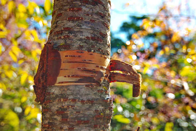 Herb of the Month: Wild Cherry Bark