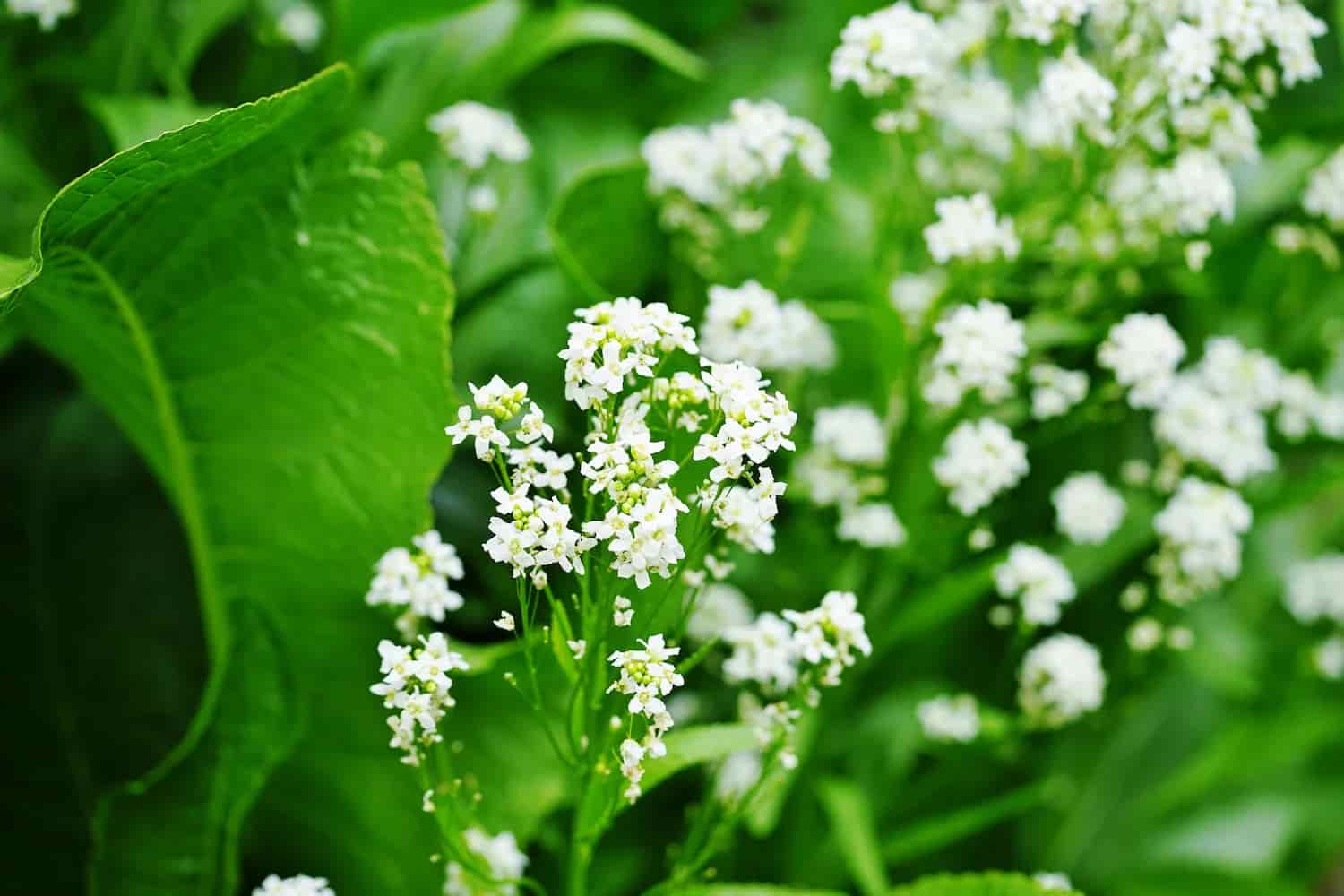 Horseradish: Culinary and Medicinal Crossover