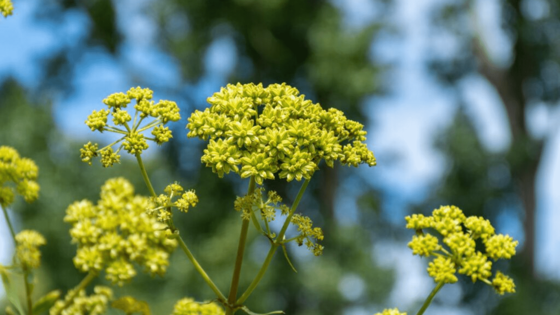 Lovage Root Benefits: The Forgotten Herb