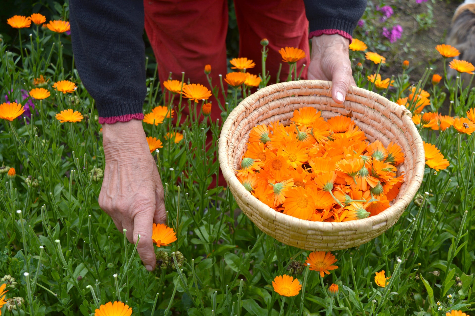 Amazing Benefits of Calendula Flower for Your Health and Skin