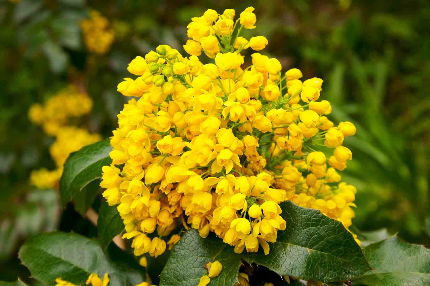 Oregon Grape Root Benefits: Skin Support, Digestive Balance, and Immune Health from Oregon Grape