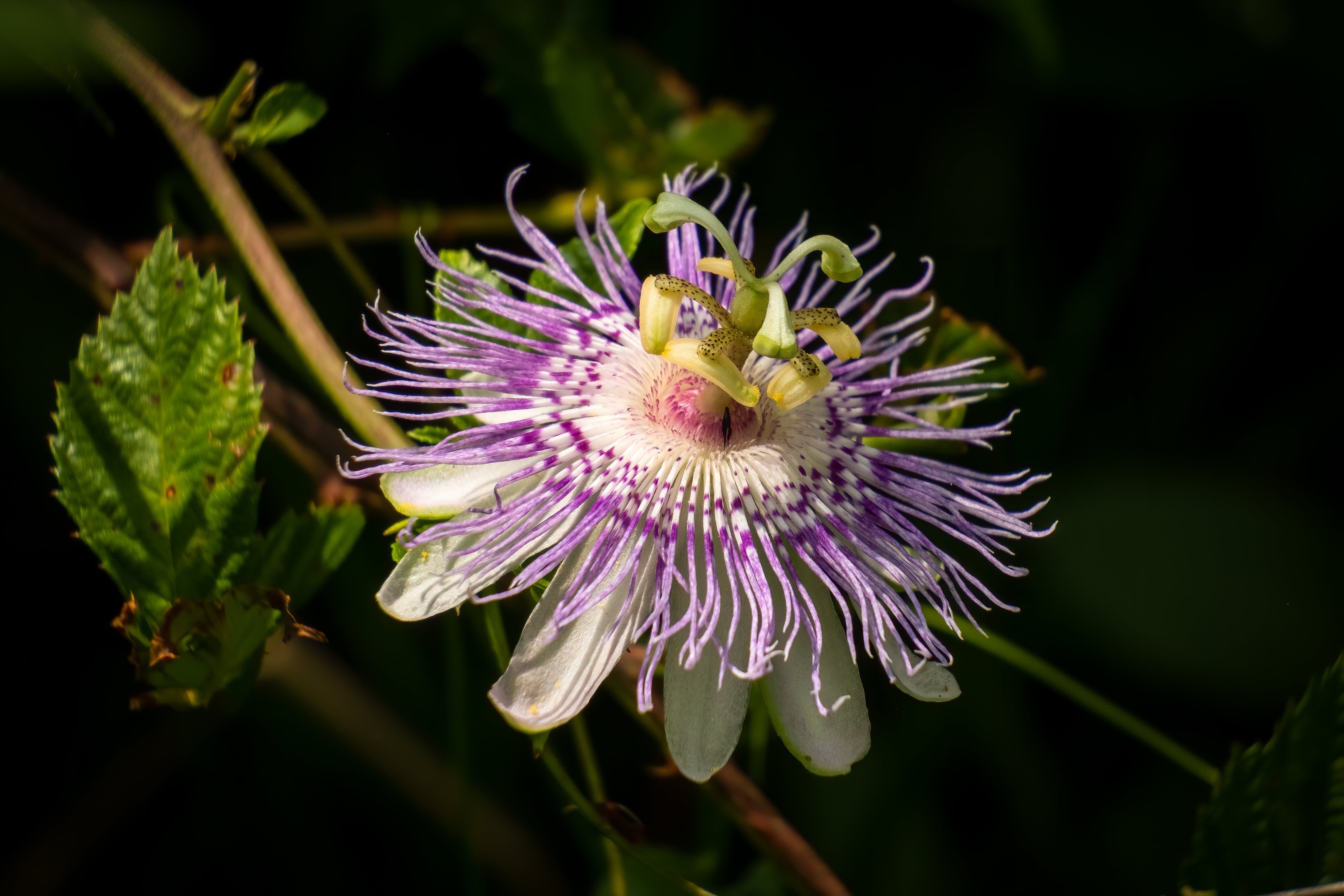 Passionflower: Strikingly Beautiful & Soothing by Nature