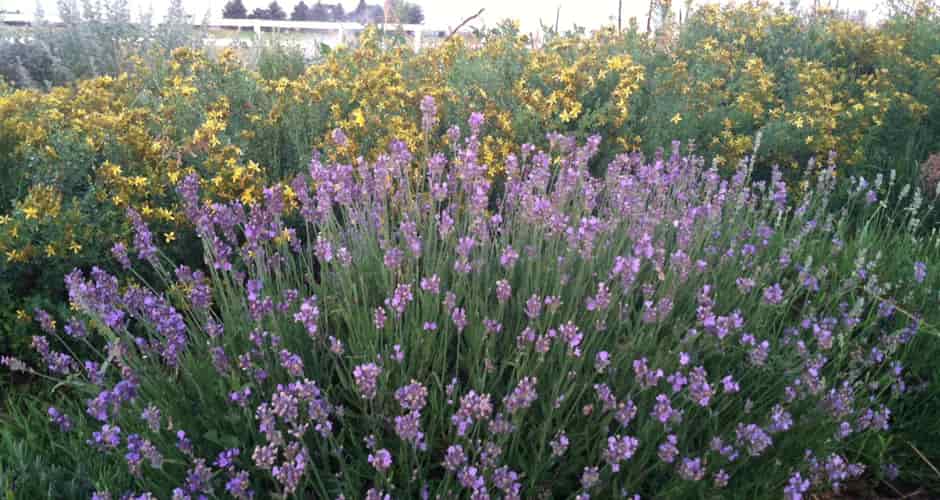 Starting A Medicinal Herb Garden