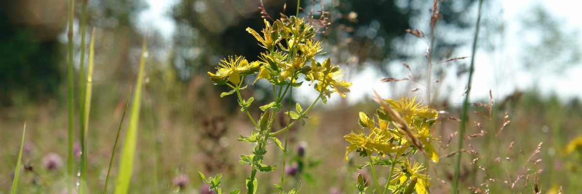 St. John’s Wort Benefits: Herbal Sunshine for Mood & Wellness