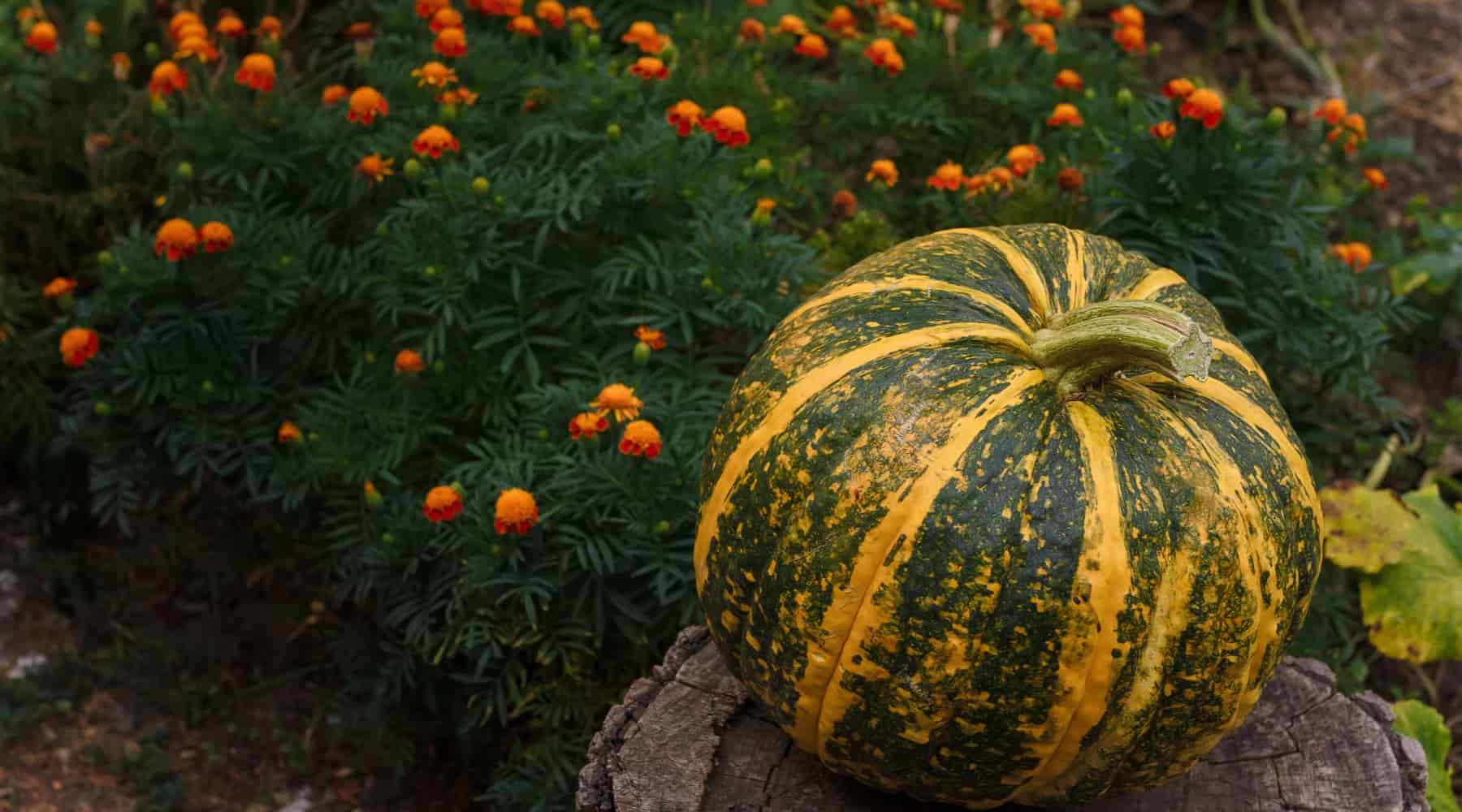 History of Herbalism: A Living Legacy of Healing and Folklore