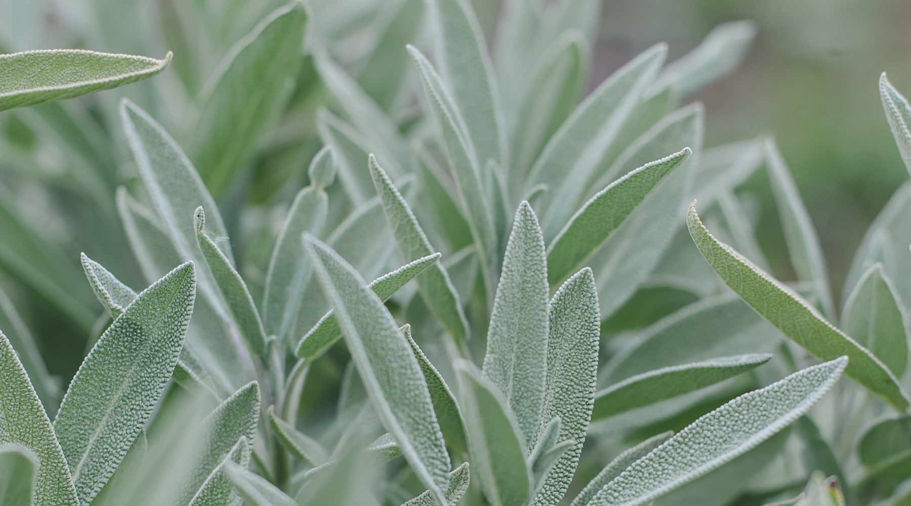 The Medicinal Uses and Health Benefits of Sage