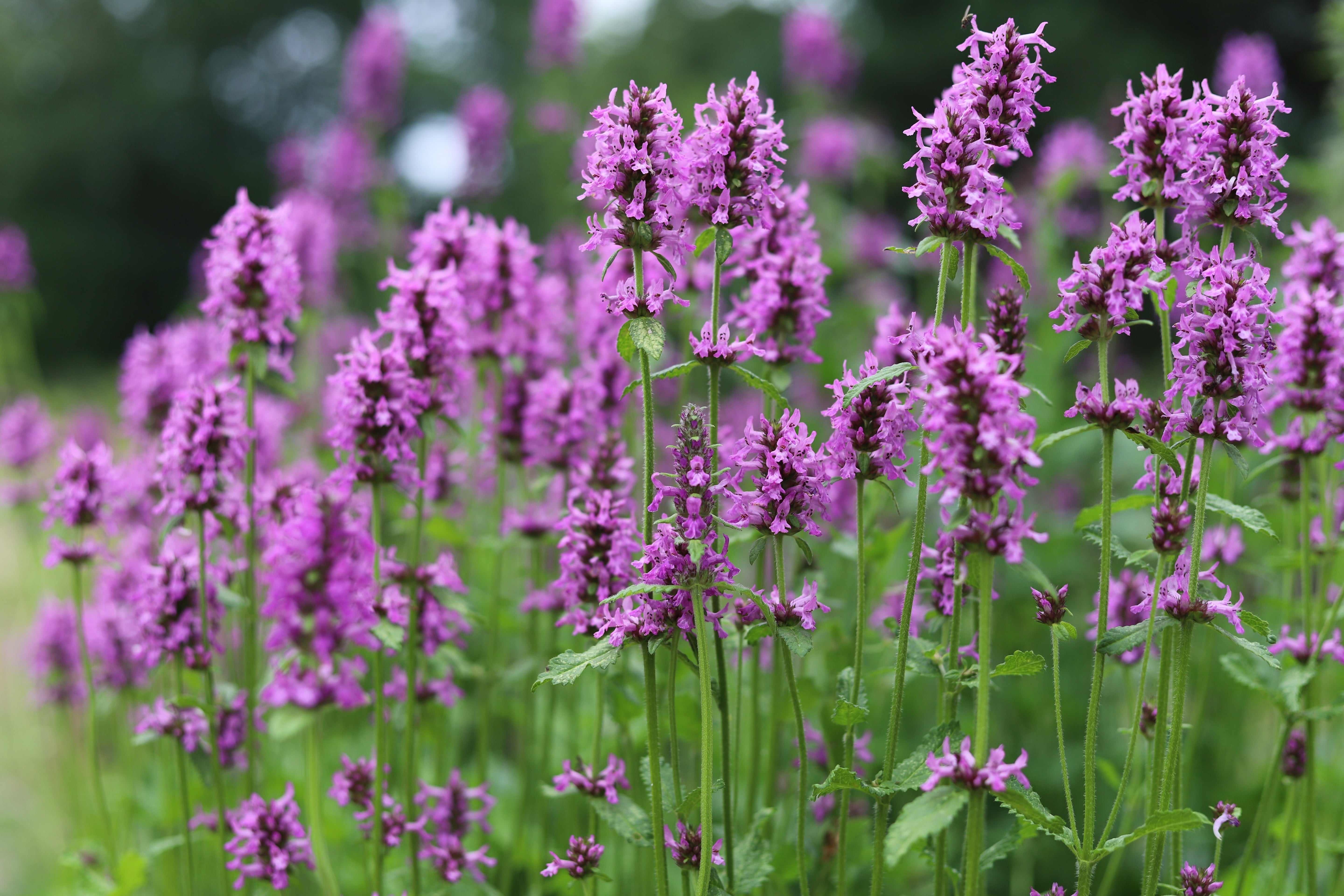 Exploring Wood Betony Benefits for Stress, Sleep and Digestive Support